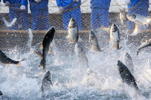 關(guān)于加強水產(chǎn)養(yǎng)殖用投入品監(jiān)管的通知