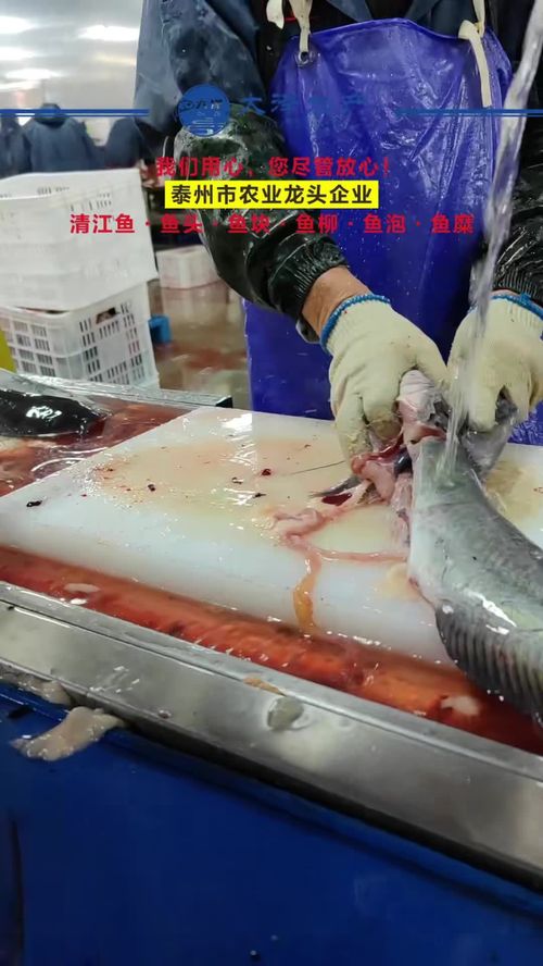 一線工人風采 水產源頭工廠車間實拍與鮰魚柳加工實錄